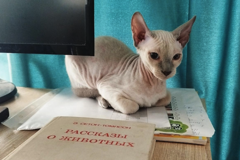 Книжная аптечка мурчащего счастья: подборка полезных книг для заботливых котовладельцев Нижнего Новгорода